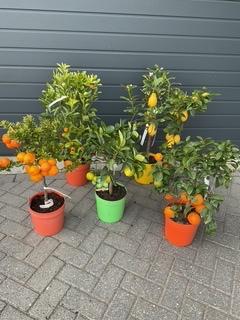 Citrus boompjes, Tuin en Terras, Planten | Fruitbomen, Overige soorten, Minder dan 100 cm, Volle zon, Zomer, In pot, Ophalen