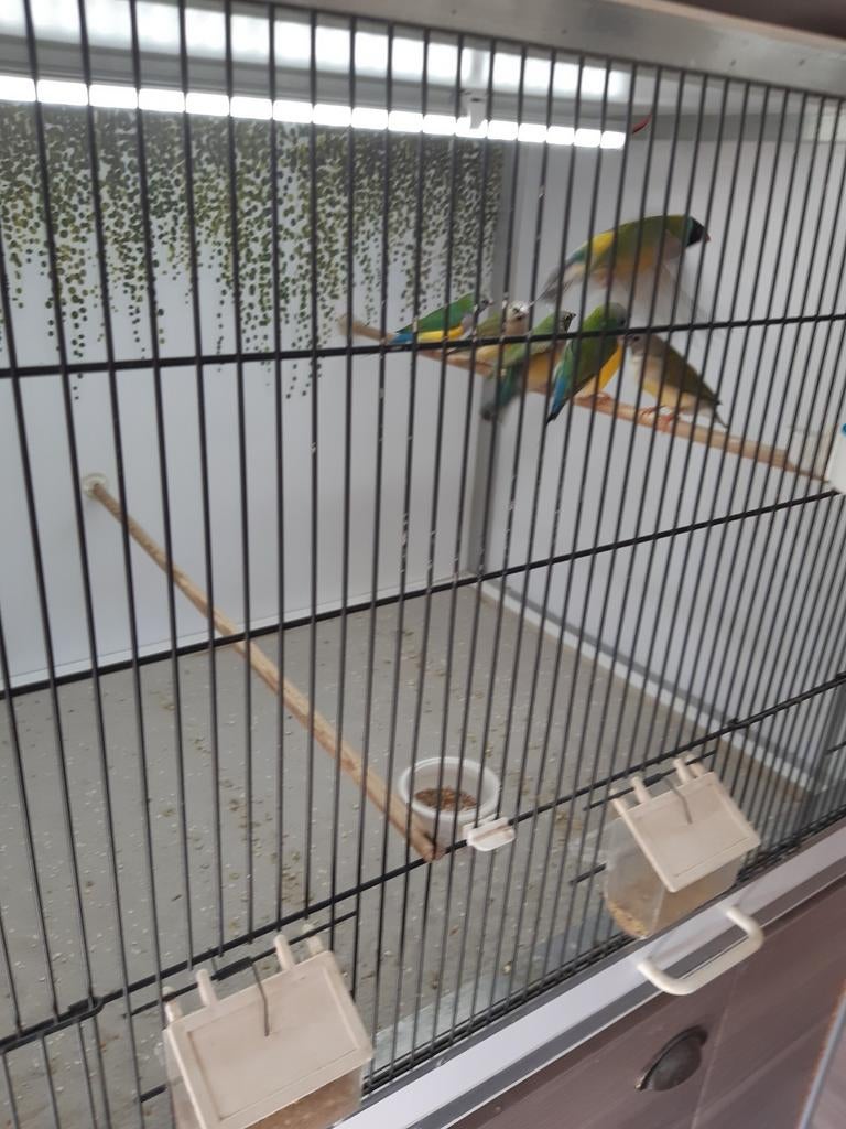 Gouldamadine, Dieren en Toebehoren, Ophalen, Nieuw, Hout, Vogelkooi