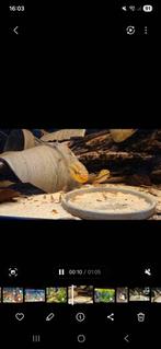 Pelvicachromis subocellatus matadi kweek koppel., Vis