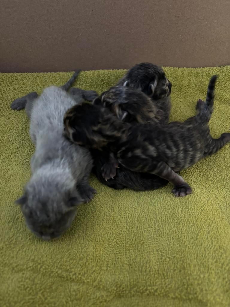Kittens kruising britse korthaar/ragdoll GERESERVEERD, Dieren en Toebehoren, Katten en Kittens | Raskatten | Korthaar, Meerdere dieren
