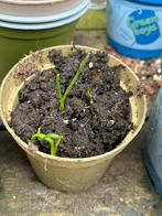 Te koop: Allium sphaerocephalon bollen - Trommelstok sierui, Ophalen, Najaar, Volle zon, Bloembol