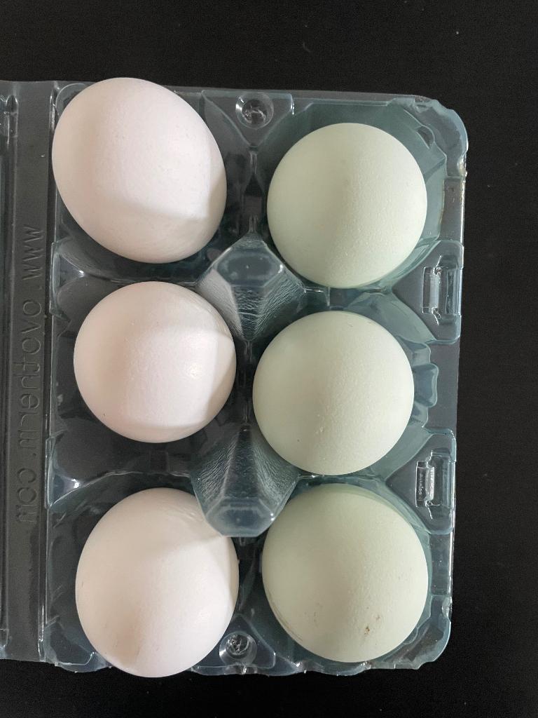 Lichtblauwe broedeitjes te koop, Dieren en Toebehoren, Pluimvee, Geslacht onbekend, Kip