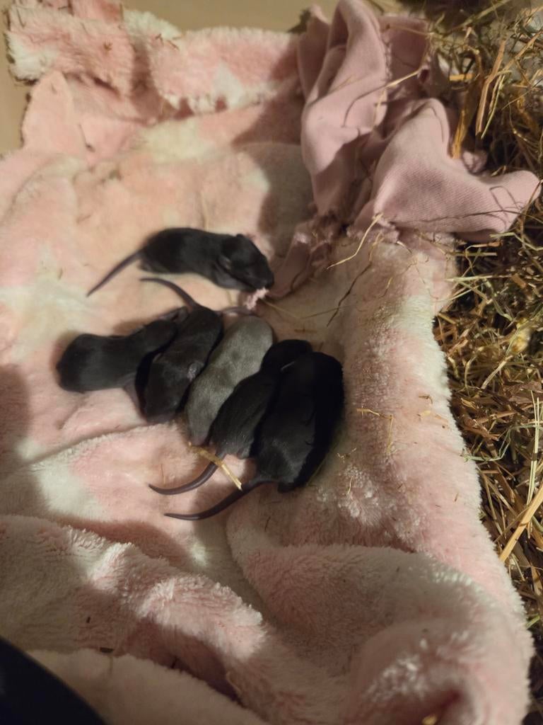 Baby dumbo rittens, Dieren en Toebehoren, Knaagdieren, Rat, Maart, Meerdere dieren, Tam