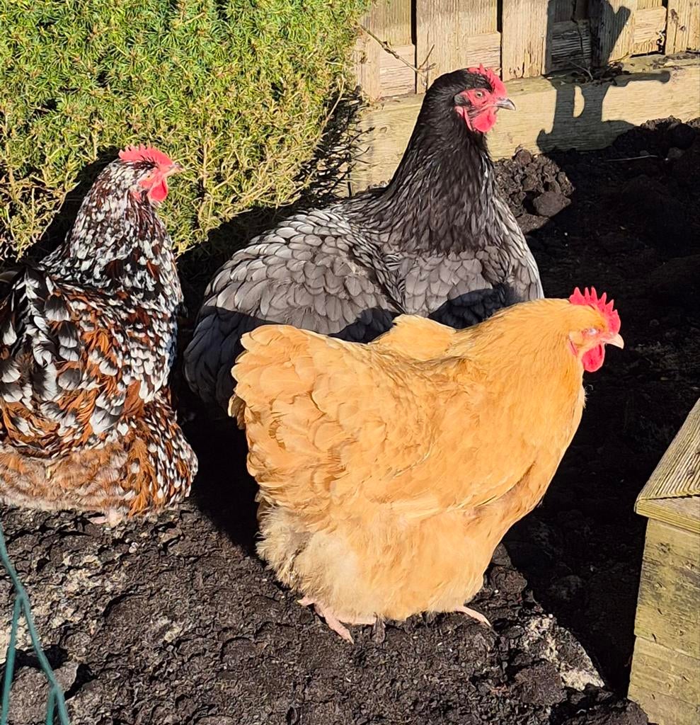 Gevraagd Orpington's groot, Dieren en Toebehoren, Vrouwelijk, Kip