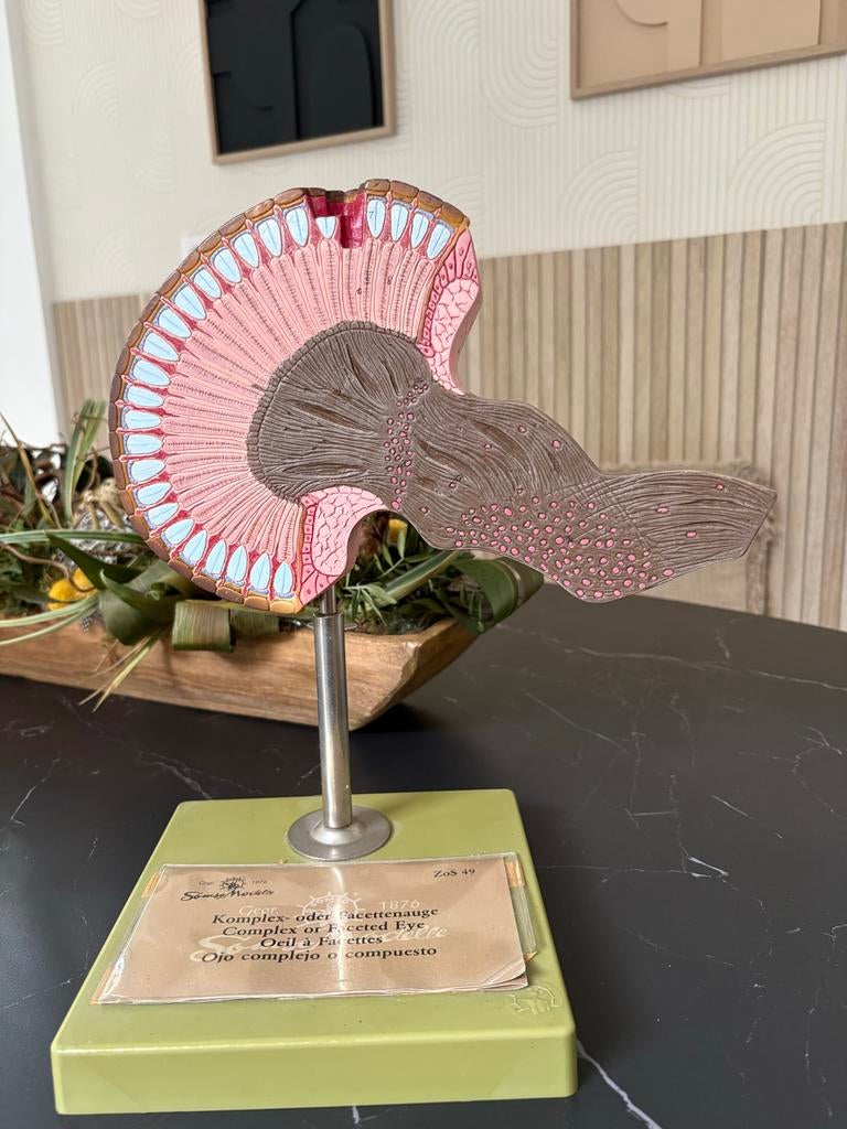 Anatomisch model Somso model van een facetoog taxidermie, Ophalen of Verzenden, Gebruikt