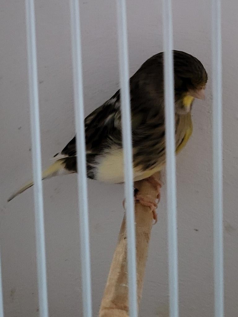 Kanarie gloster.pop 2025, Dieren en Toebehoren, Vogels | Kanaries, Vrouwelijk, Kleurkanarie