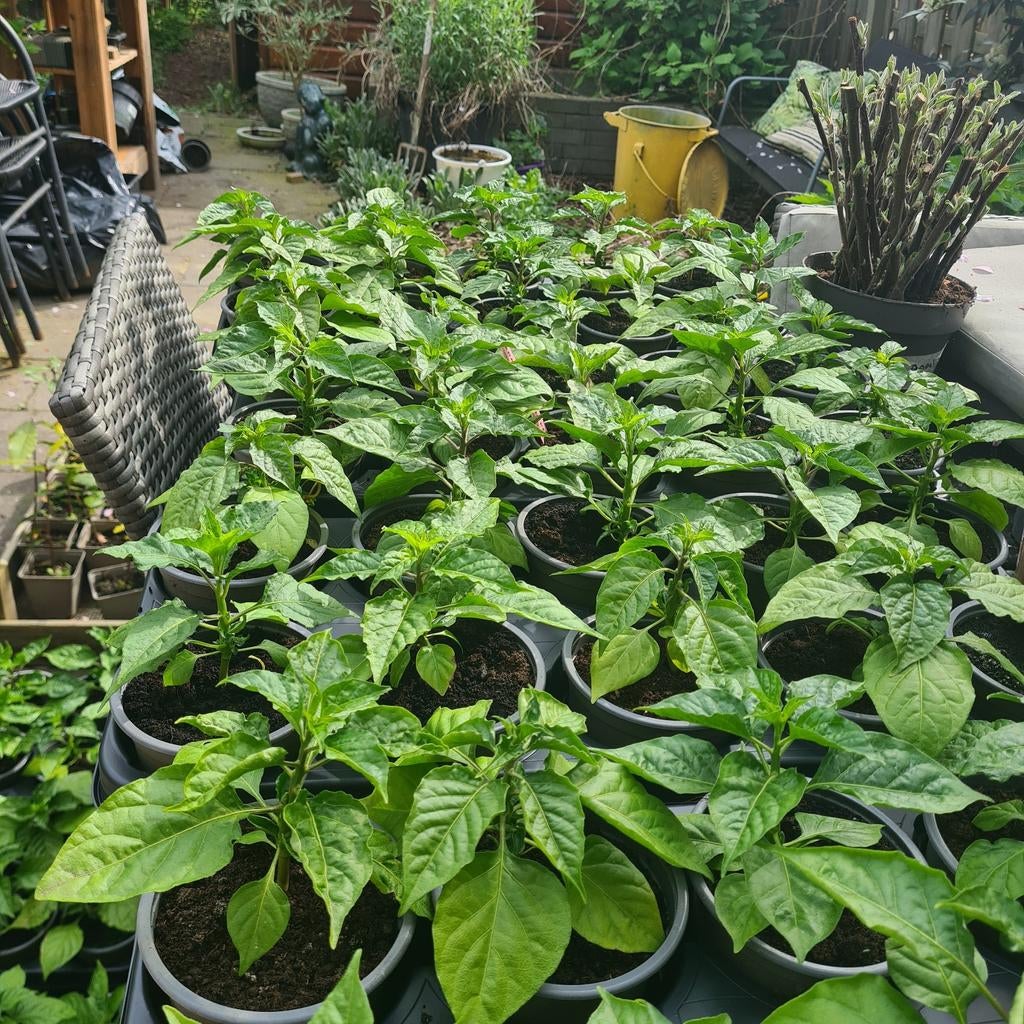 Madame Jeanette peper plant, Tuin en Terras, Planten | Tuinplanten, Volle zon, Groenteplanten, Eenjarig, Ophalen of Verzenden