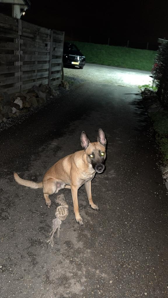 Mechelse herder reu, Reu, 1 tot 2 jaar, Parvo, Eén hond