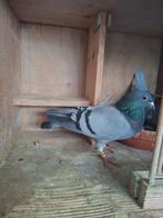 2 jonge duiven, Dieren en Toebehoren, Vogels | Duiven, Meerdere dieren, Postduif