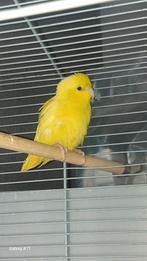 Female forpus 4 months old, Dieren en Toebehoren, Vogels | Parkieten en Papegaaien, Vrouwelijk, Parkiet