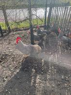 Broedeieren gestreepte Leghorn, Geslacht onbekend, Kip