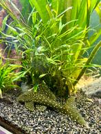 Volwassen Blue Phantom Pleco (L128) – 15 cm, Vis