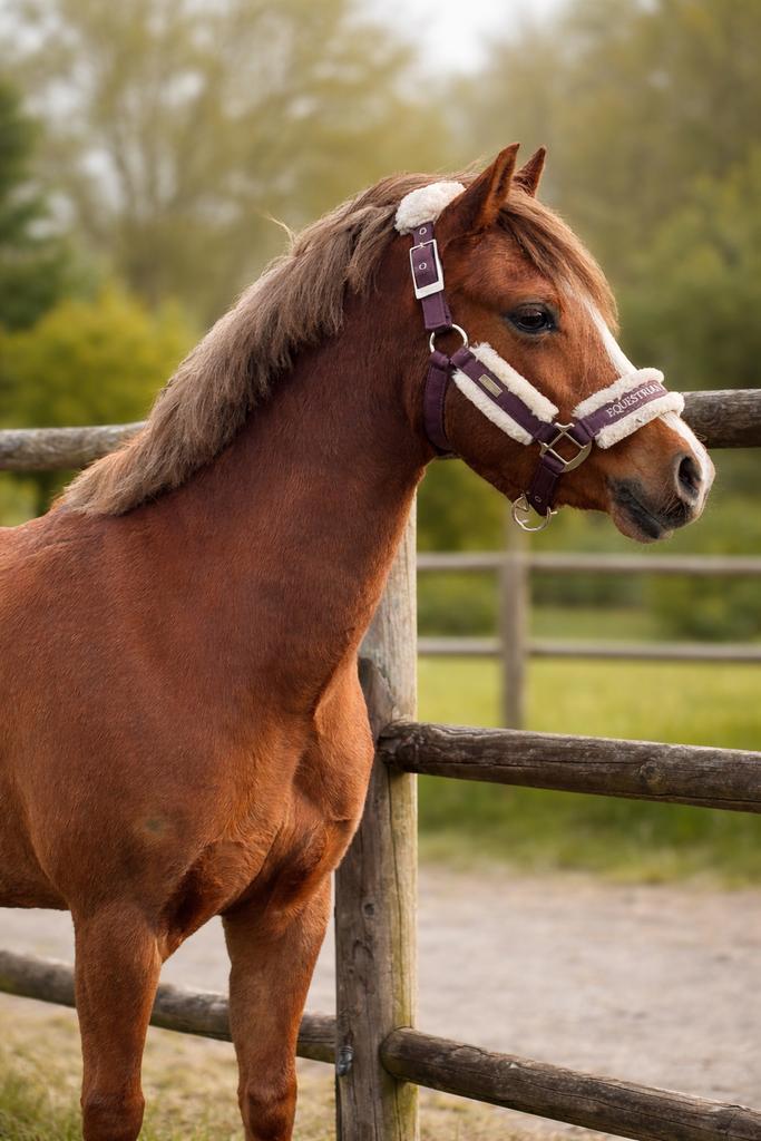 Mooie en lieve C pony merrie, Dieren en Toebehoren, Pony's, Merrie, Zadelmak, C pony (1.27m tot 1.37m), Recreatiepony, 11 jaar of ouder