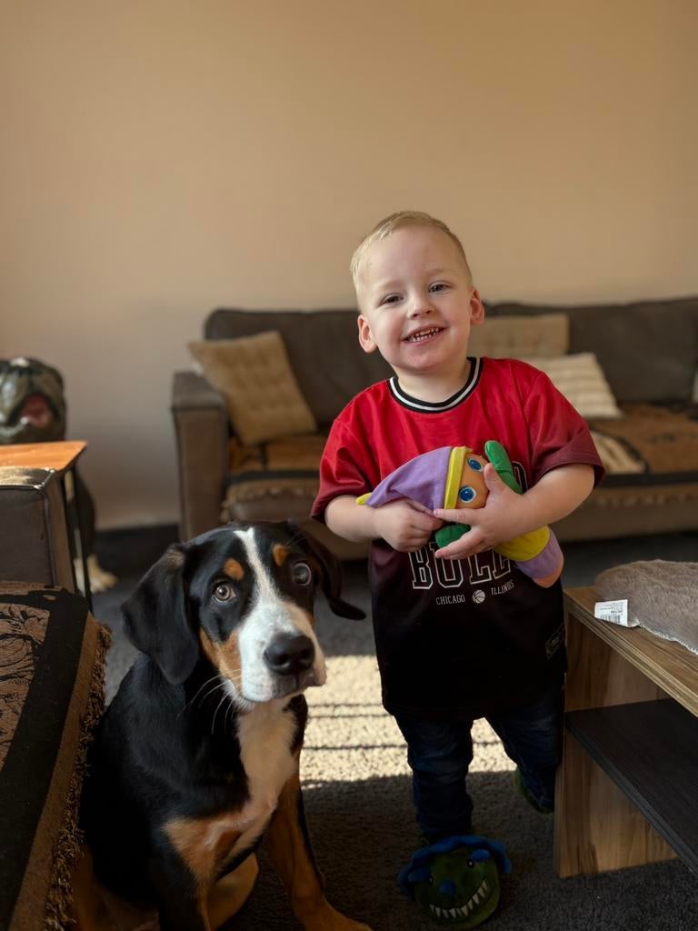 Pup van 7 maand, Dieren en Toebehoren, Honden | Niet-rashonden, 15 weken tot 1 jaar, Reu, CDV (hondenziekte), Eén hond