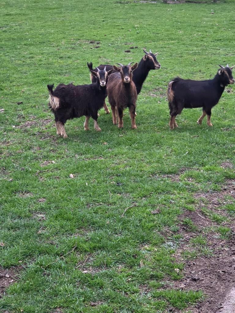 Hele mooie geitjes, Vrouwelijk, Geit