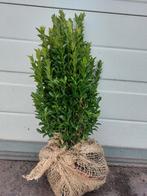 Euonymus Japonicus Green Spire - Japanse Kardinaalsmuts, Tuin en Terras, Planten | Struiken en Hagen, Ophalen, Minder dan 100 cm