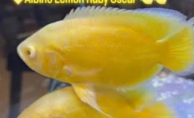 GELE pauwoog/oscar cichlide !!! Zeldzaam!, Vis