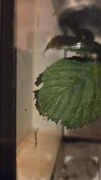 Wandelende takjes, Dieren en Toebehoren, Wandelende tak