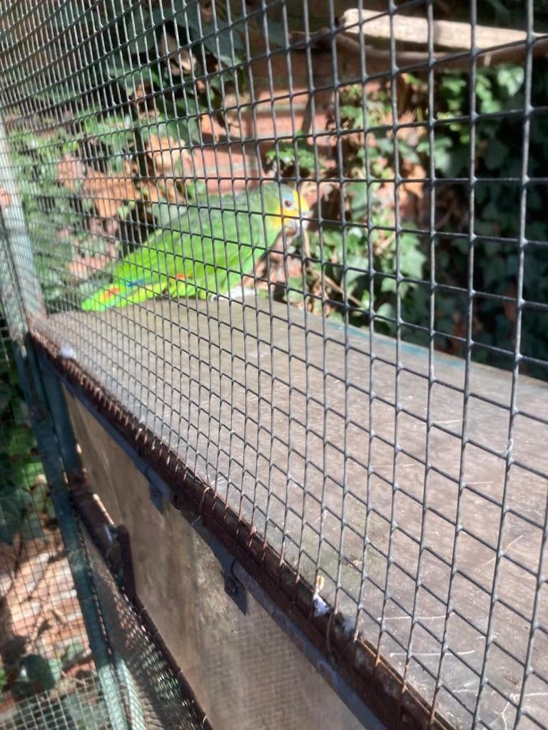 1-0 Amazone Amazonica, Mannelijk, Papegaai, Geringd