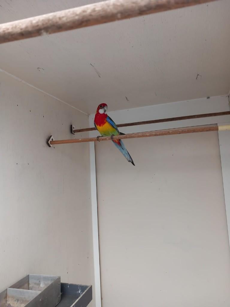 prachtrosella, Dieren en Toebehoren, Vogels | Parkieten en Papegaaien, Mannelijk, Parkiet, Geringd