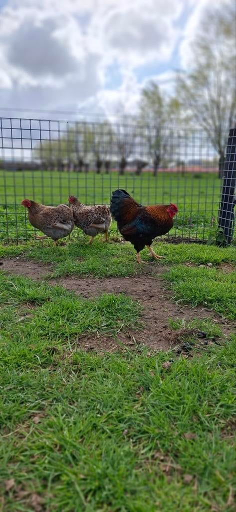 Prachtig trio wyandotte kriel aangeboden, Dieren en Toebehoren, Pluimvee, Meerdere dieren, Kip