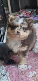 Pomchi reutje choco merle blauwe ogen, Dieren en Toebehoren, Parvo, Reu, 8 tot 15 weken, Meerdere