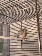 Putter pop himalaya, Dieren en Toebehoren, Vrouwelijk, Kleurkanarie