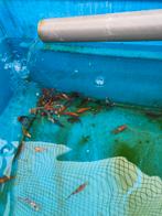 Koimix 7-10 cm 3,00 pst desgewenst bezorgd aan huis, Karper of Koi