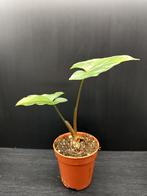 Syngonium stekje, Huis en Inrichting, Kamerplanten, Ophalen, Overige soorten, Halfschaduw, Minder dan 100 cm