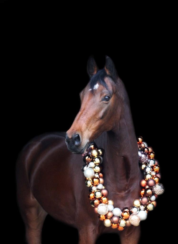 Lieve 9 jarige merrie springgefokt Farmgraaf x Lavaletto, Merrie, Minder dan 160 cm, Met stamboom, 7 tot 10 jaar