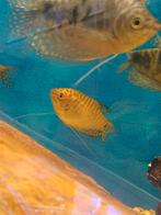 Goud gourami, Vis