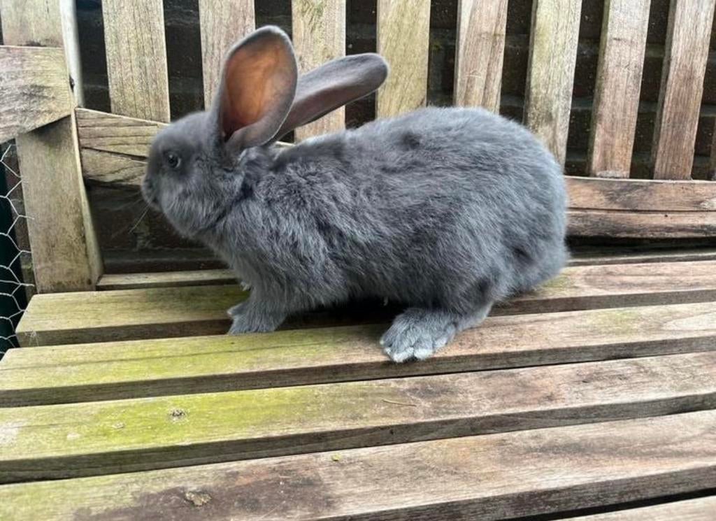 Duitse reus, Dieren en Toebehoren, Konijnen, Mannelijk, Groot