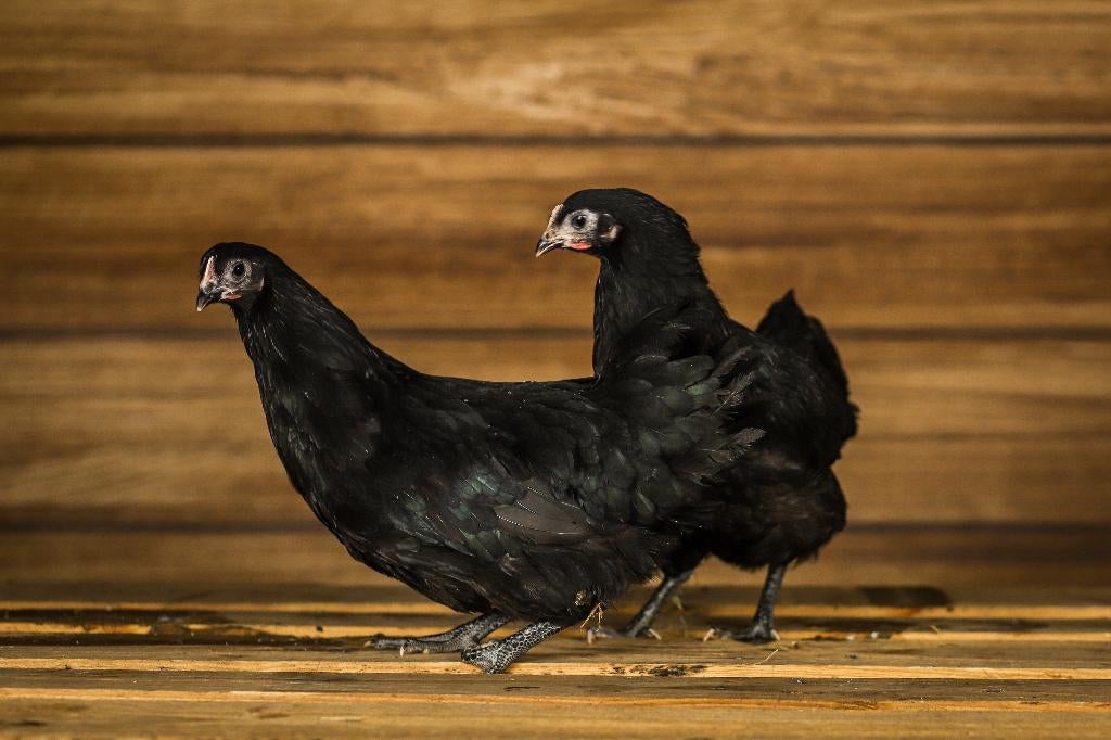 Australorp kriel | Rustige kippen | Jonge ingeënte kippen, Dieren en Toebehoren, Pluimvee, Vrouwelijk, Kip