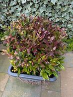 2 x Druifheide (Leucothoe axillaris 'Zeblid'), Tuin en Terras, Ophalen, Overige soorten, Struik, Minder dan 100 cm