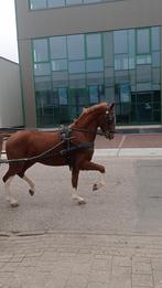 Braaf Tuigpaard hengst dressuur springen recreatie, Dieren en Toebehoren, Minder dan 160 cm, Met stamboom, 3 tot 6 jaar, Tuigpaard