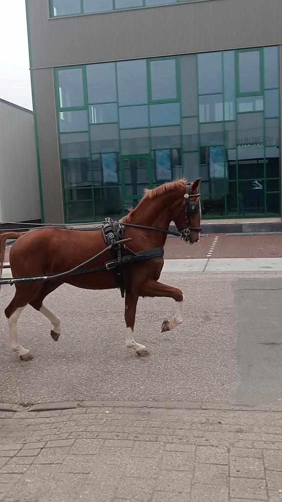 Braaf Tuigpaard hengst dressuur springen recreatie, Dieren en Toebehoren, Paarden, Hengst, Zadelmak, Minder dan 160 cm, 3 tot 6 jaar