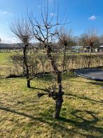 Twee perenbomen, ca. 2.30m hoog, Tuin en Terras, Planten | Bomen, Overige soorten, Lente, 100 tot 250 cm, Ophalen