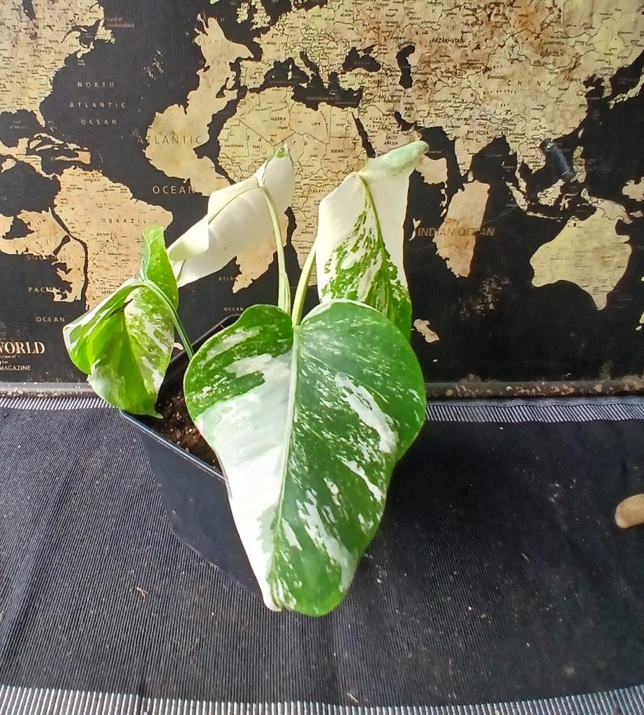 Monstera Albo White Stek, Overige soorten, In pot, Minder dan 100 cm, Groene kamerplant