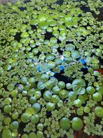 Drijfplanten 5 stuks 1€, Ophalen of Verzenden, Zo goed als nieuw, Plant(en), Steen of Hout