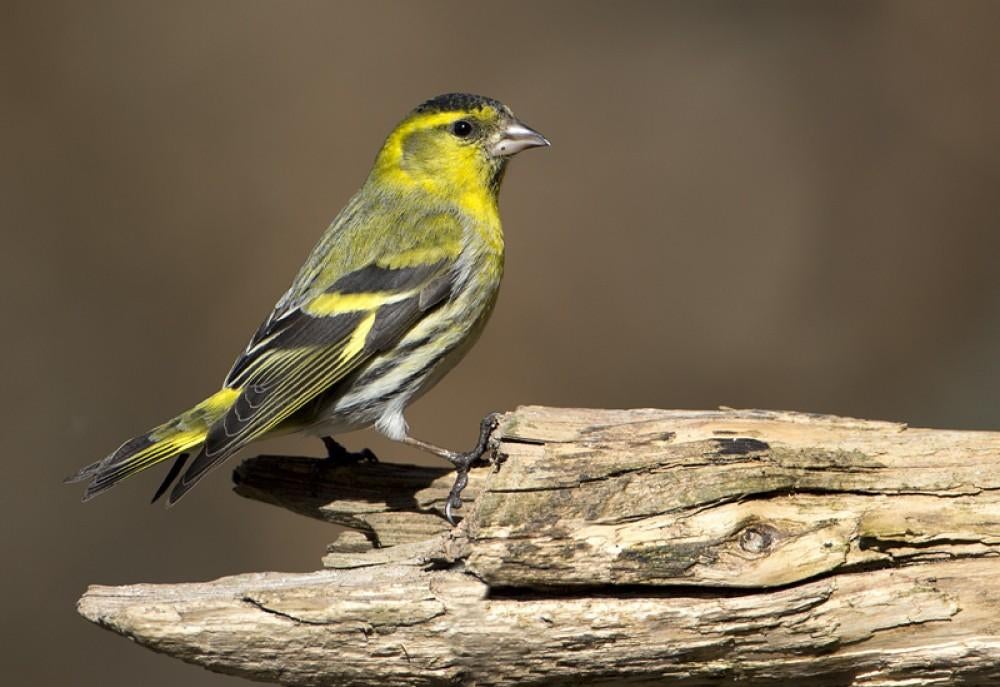 Te koop gevraagd Eropese Sijs Pop, Vrouwelijk, Wildzangvogel
