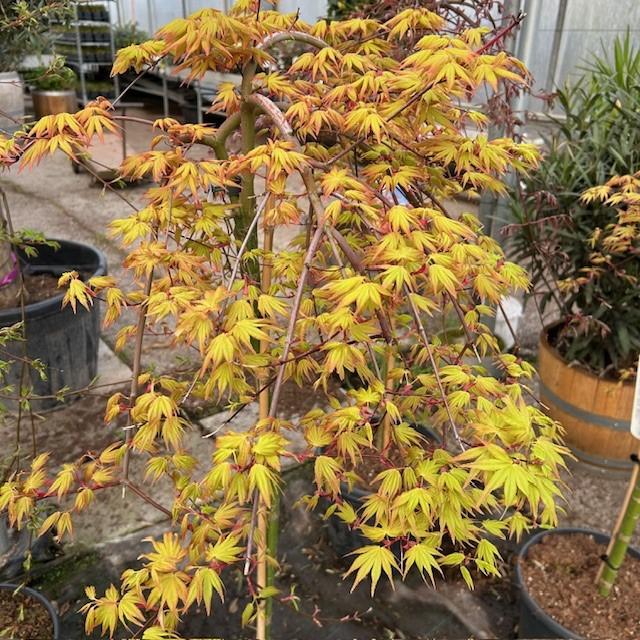 Japanse Esdoorn of Acer in diverse soorten, Tuin en Terras, Planten | Bomen, Ophalen of Verzenden, In pot, Minder dan 100 cm