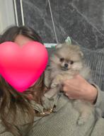 Raszuivere pomeriaan/pomeranian pups, Parvo, Overige rassen, 8 tot 15 weken, Meerdere
