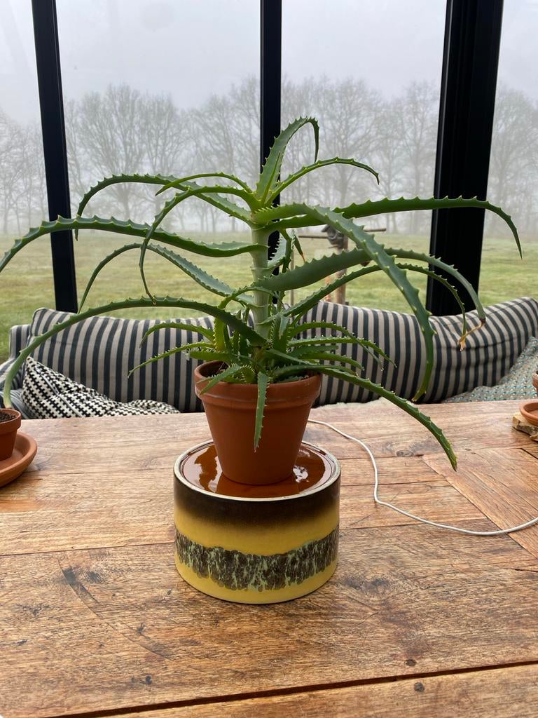 Aloe Vera Arborescens, Ophalen, Vetplant, In pot, Minder dan 100 cm