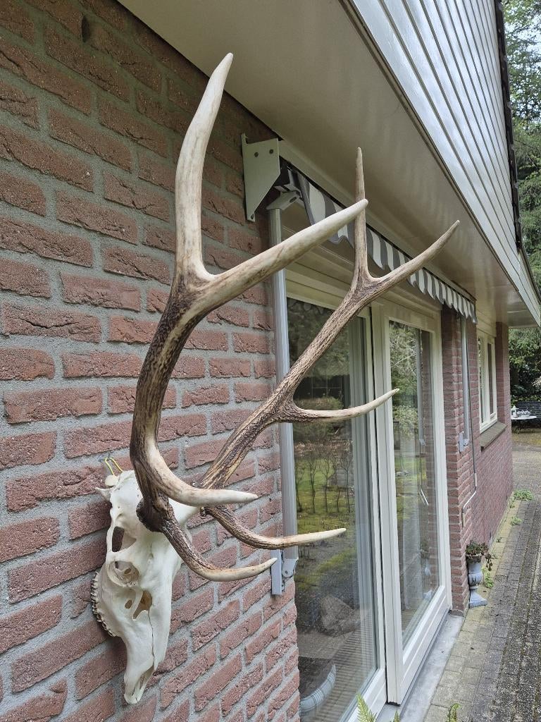 Mooi Groot Edelhert Gewei Jacht Mancave Overkapping g79, Verzamelen, Dierenverzamelingen, Zo goed als nieuw, Gewei of Kop, Hert