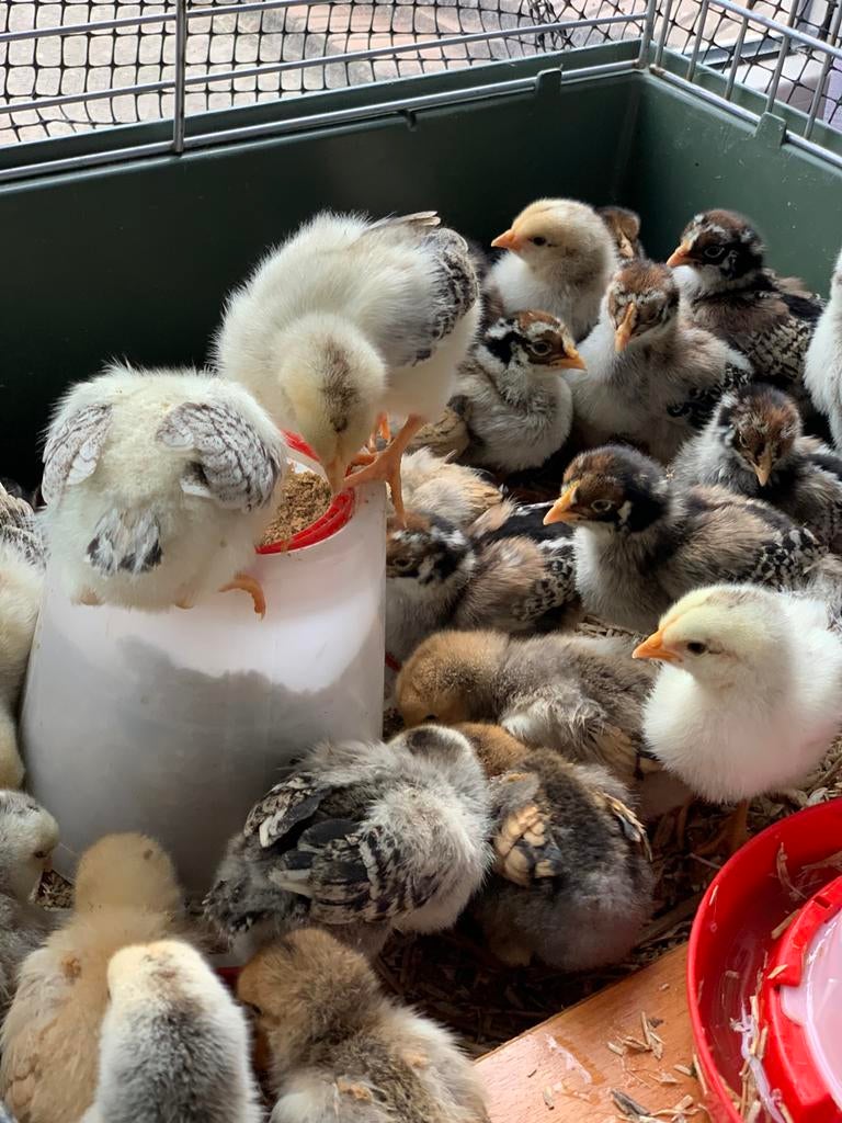 Leuke kuikens barnevelder/sussex, Meerdere dieren, Kip