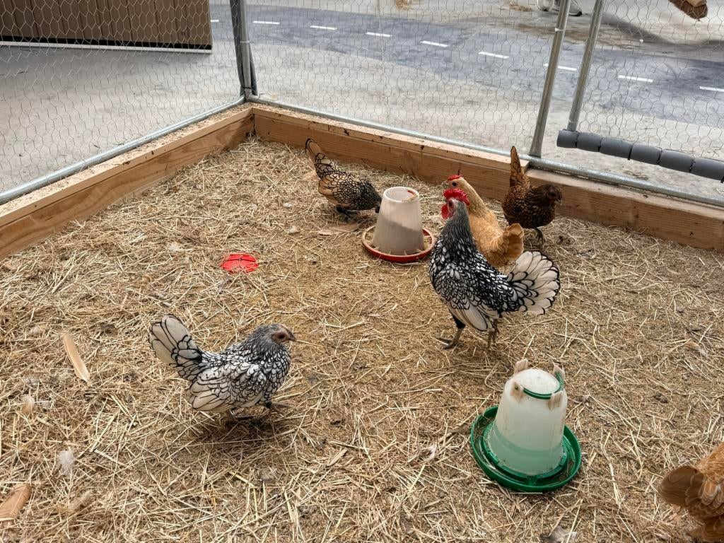Sebright kriel broedeieren, Dieren en Toebehoren, Pluimvee, Geslacht onbekend, Kip