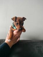 Prachtige jack russel jackrussel pups mogen bijna verhuizen, Parvo, Jack Russell Terriër, Reu, 8 tot 15 weken