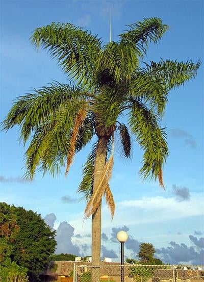 5 x Syagrus romanzoffiana palm boom zaden, verzenden kan ook, Ophalen, Gehele jaar, Volle zon, Zaad