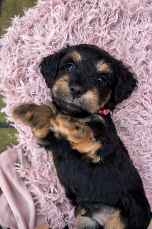 🌞🐾Dwergteckel x maltezer pups️🐾 (MALLETECKEL)🤭🤩, Dieren en Toebehoren, Honden | Teckels en Dashonden, Meerdere dieren, Langhaar