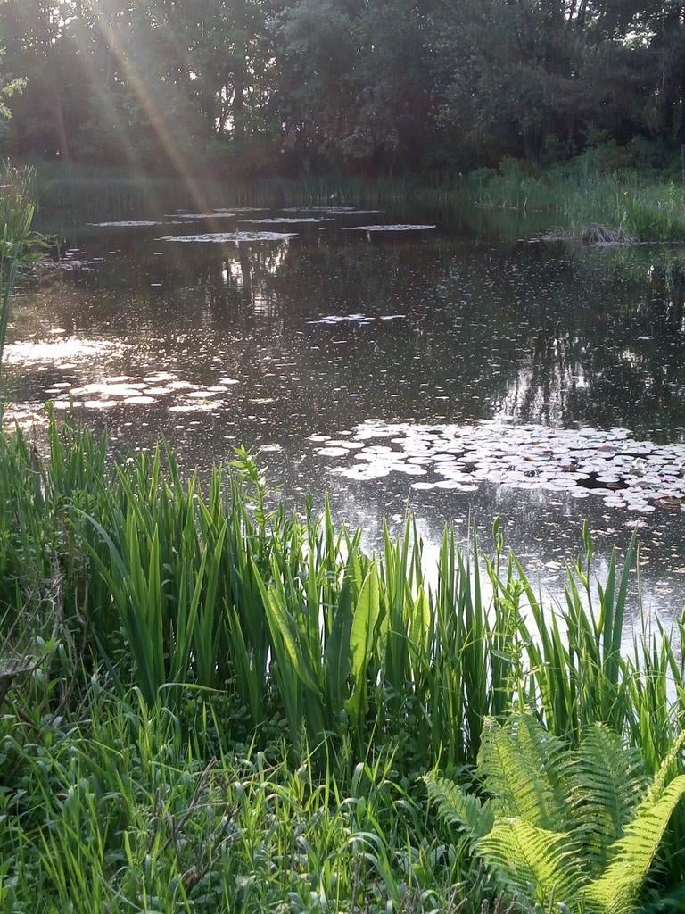 Kois gezocht voor grote natuurvijver., Karper of Koi